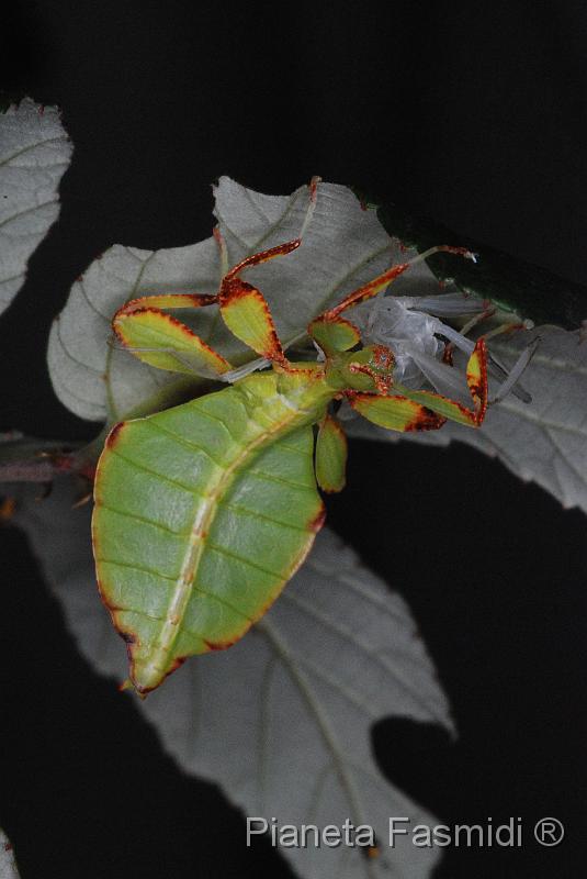 Phyllium siccifolium L3 04.JPG